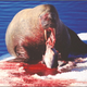 Illustration for article titled Walruses Are Deadly Hunters, Not Cute and Squishy